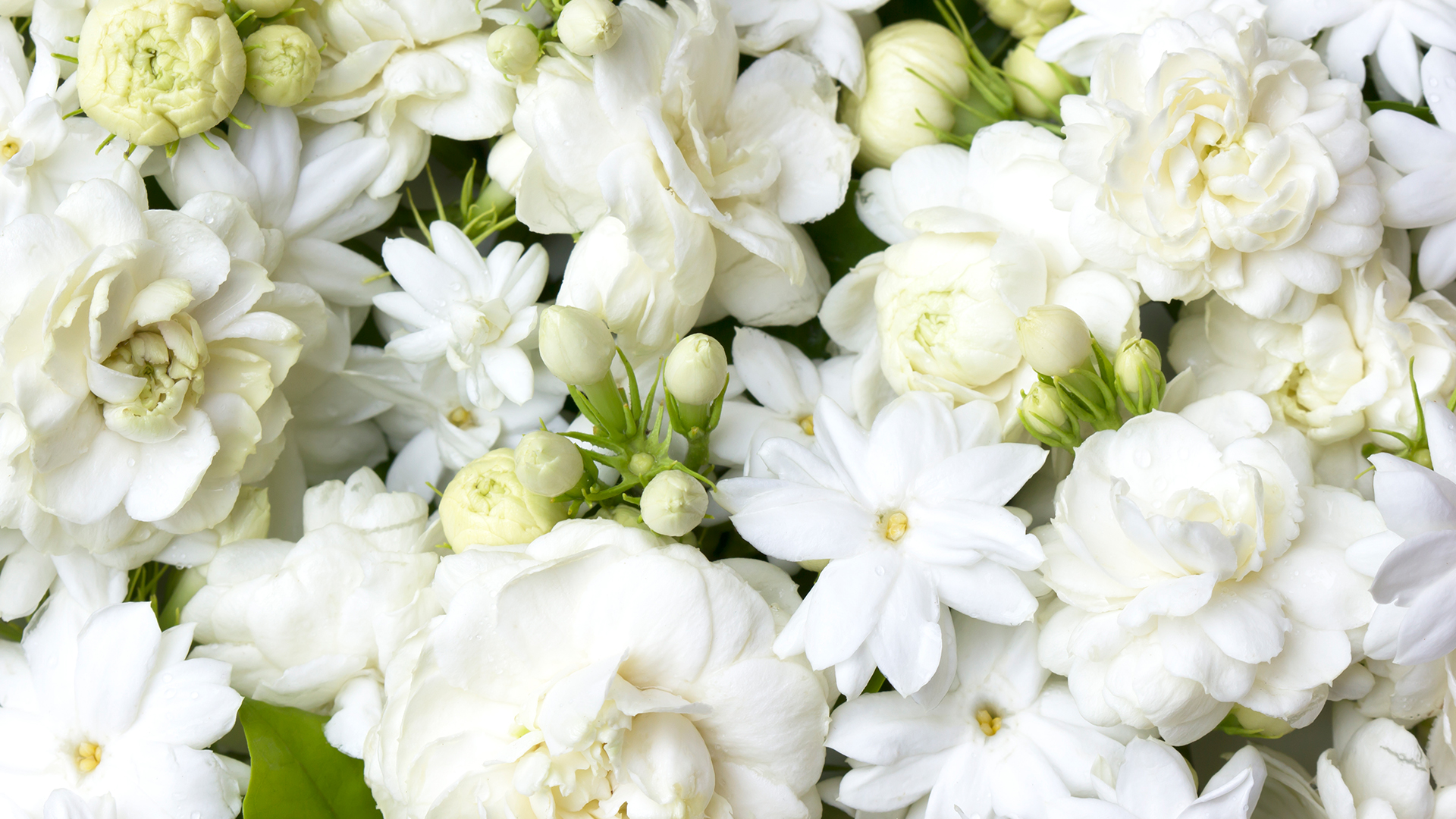 Jasmine